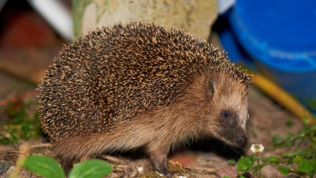 Hedgehogs at night