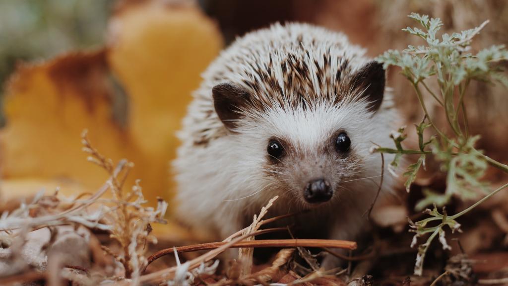 Baby hedgehog amongst the leaves 