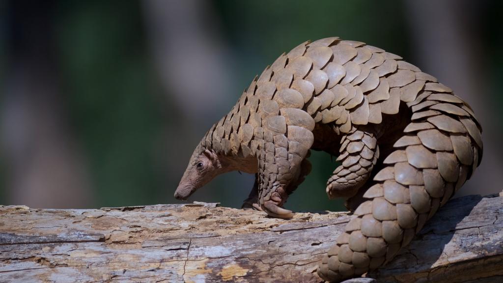 Indian Pangolin on a log at Kanha Tiger Reserve, Madhya Pradesh, India.