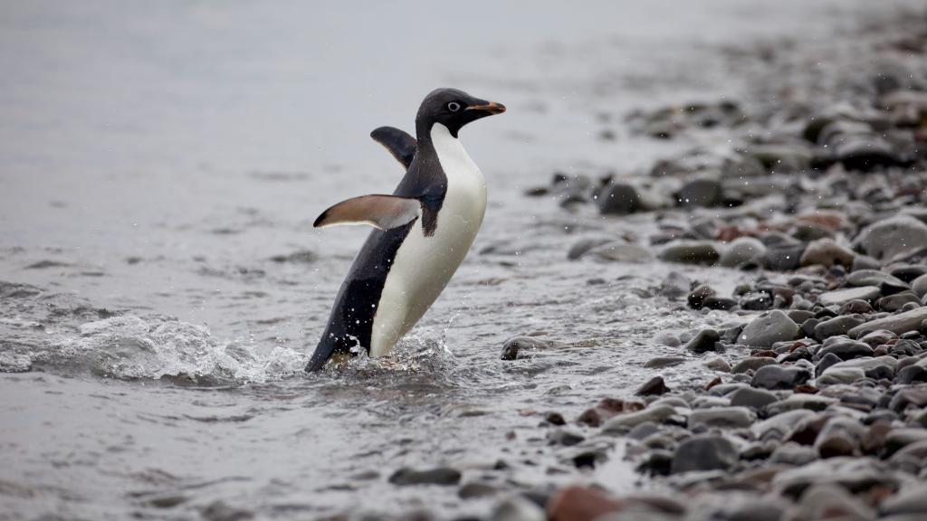 Adelie penguin coming back to shore, Antarctic Peninsula, January 2018.