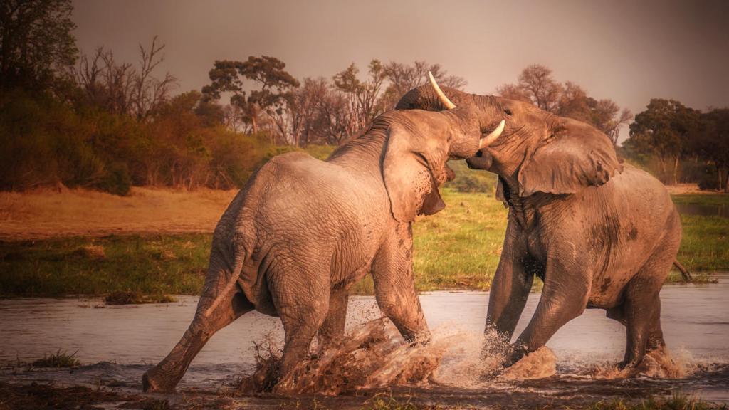 African bush elephants in the Khwai River, Botswana