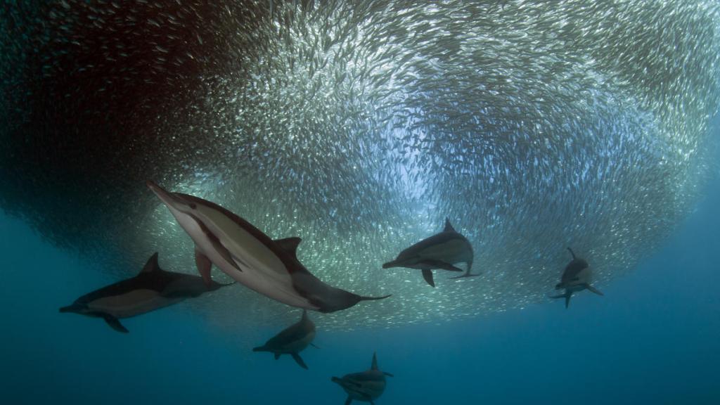 Common dolphin pod feeding on sardines East London, South Africa