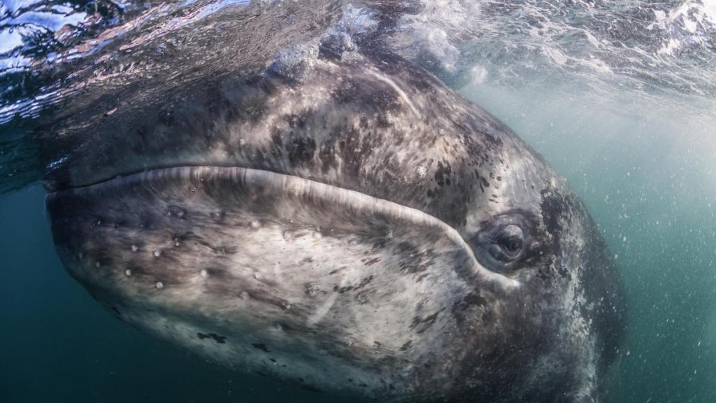 Gray whale calf San Ignacio Lagoon, Mexico 