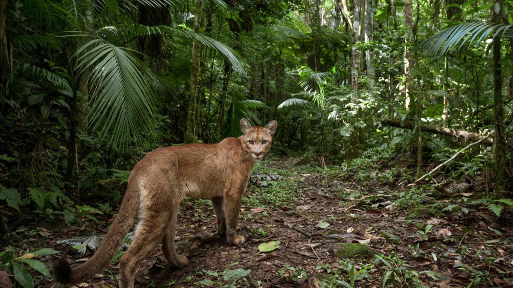 Mountain Lion Puma Atlantic Rainforest Brazil.