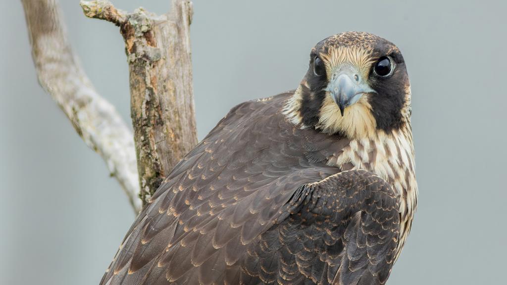 Peregrine Folcon on a perch
