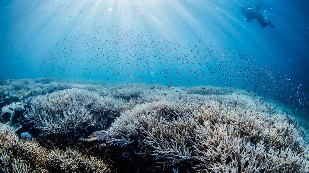 Coral Bleaching Great Barrer Reef Jan March 2024
