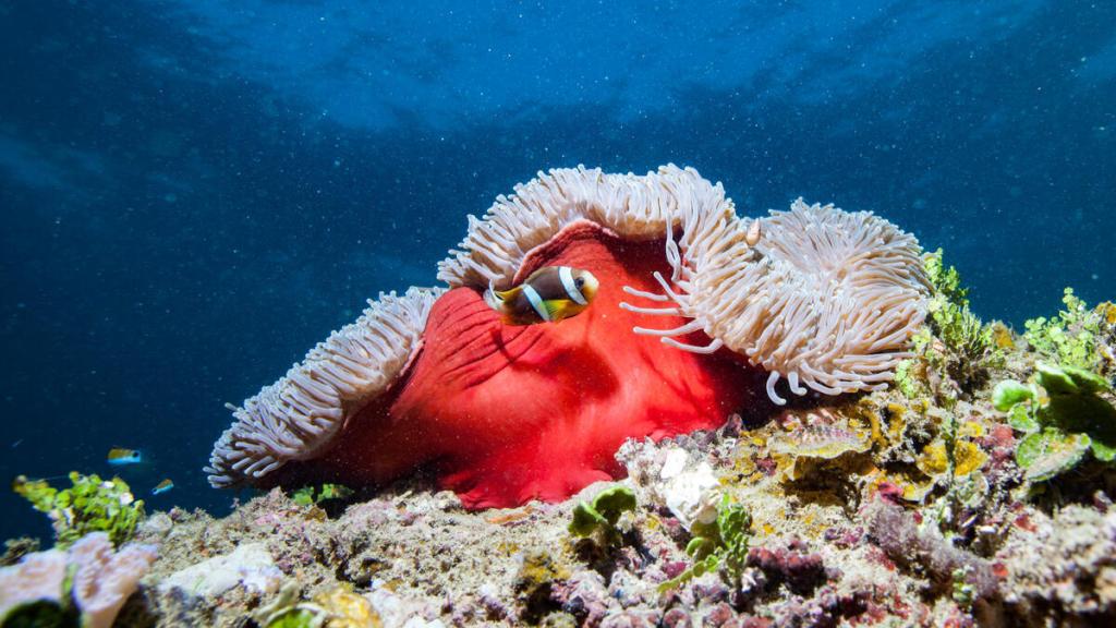Magnificent Sea Anemone (Radianthus magnifica) and anemonefish Mozambique