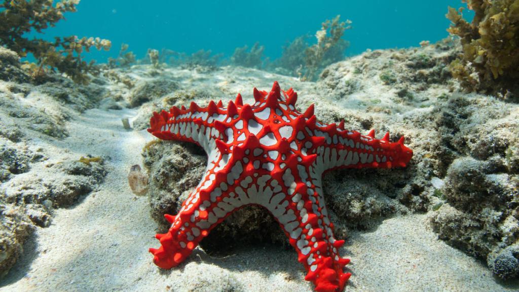 Red-knobbed Sea Star Mozambique 