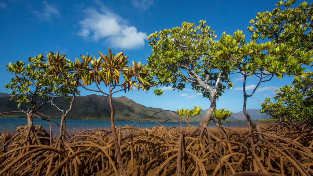 Mangroves on Tupeti Island, Southern Lagoon, Forgotten Coast, Lagoons of New Caledonia
