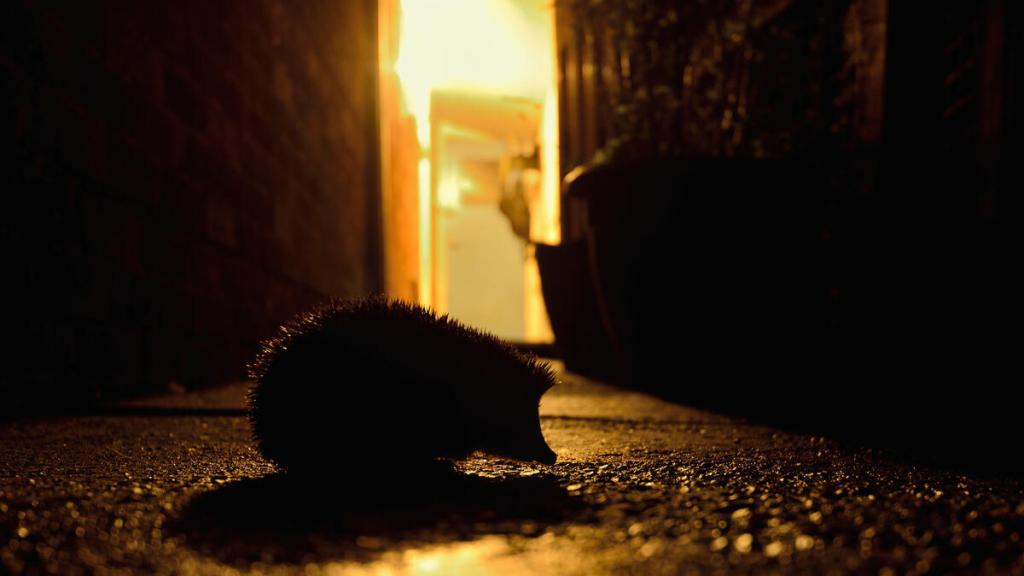 European Hedgehog outside backdoor of house