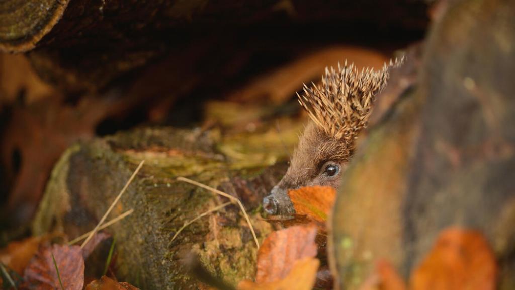 Adult European Hedgehog foraging in suitable place to hibernate at dusk