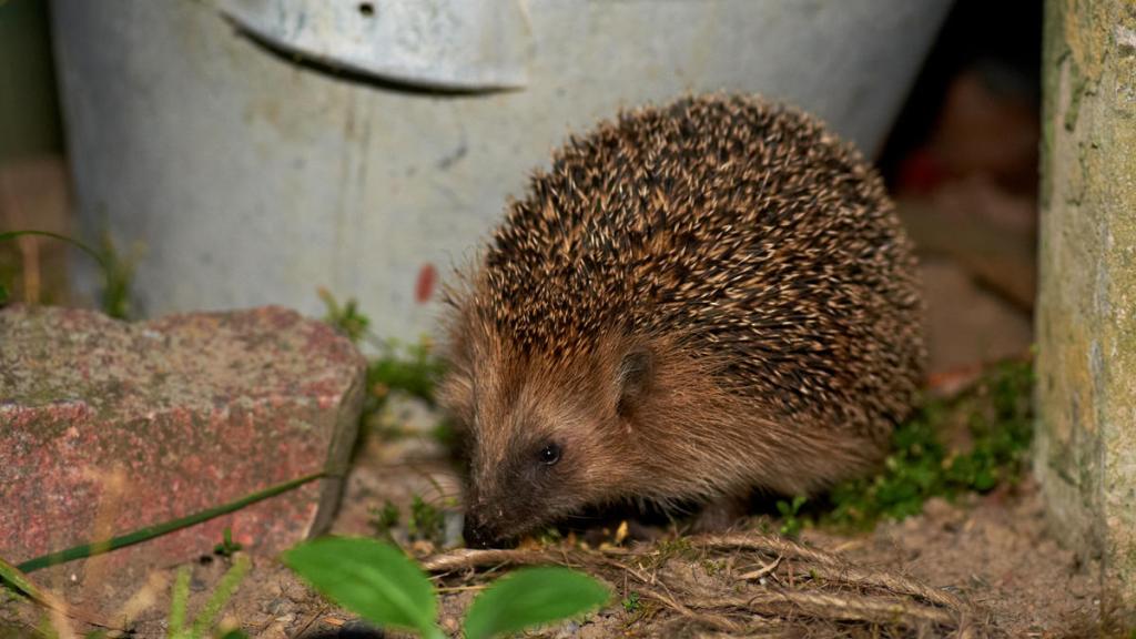 European Hedgehog coming in for a nightly visit 