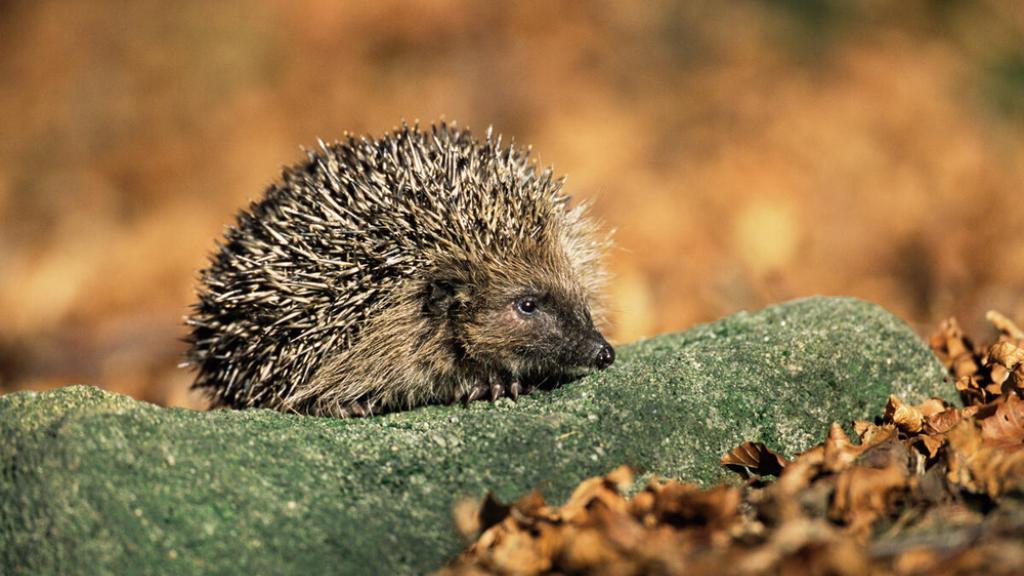 European Hedgehog in beech woodland. Derbyshire