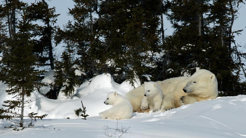 female polar bear (Ursus maritimus) with her two three-month old cubs, just recently out of their den, in Wapusk National Park, Manitoba, Canada.