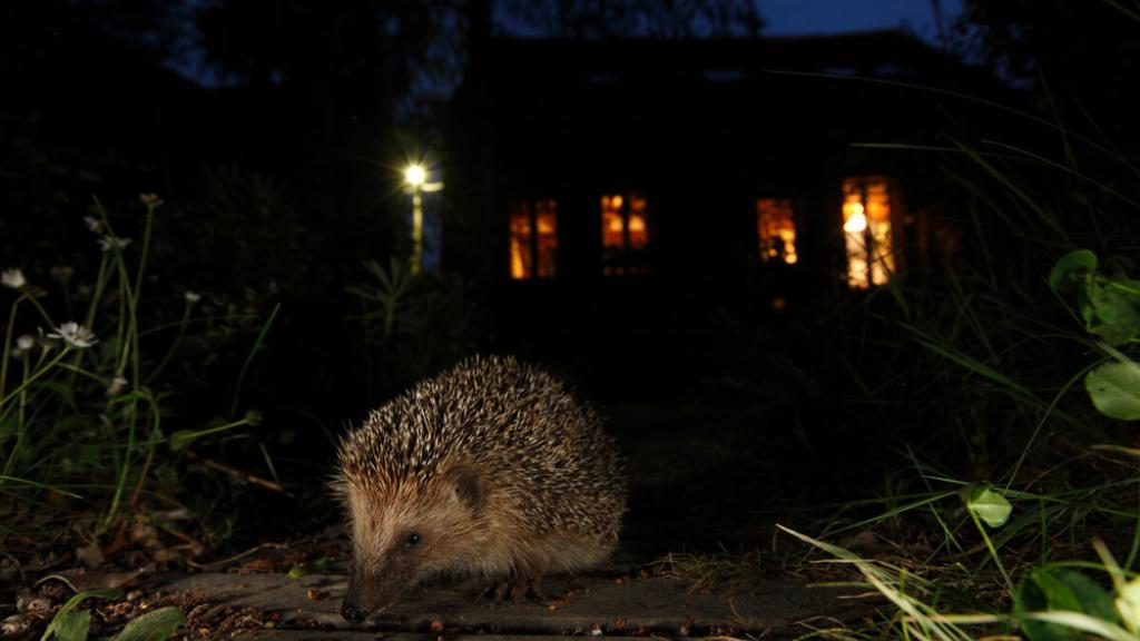 European hedgehog in garden at night with house behind