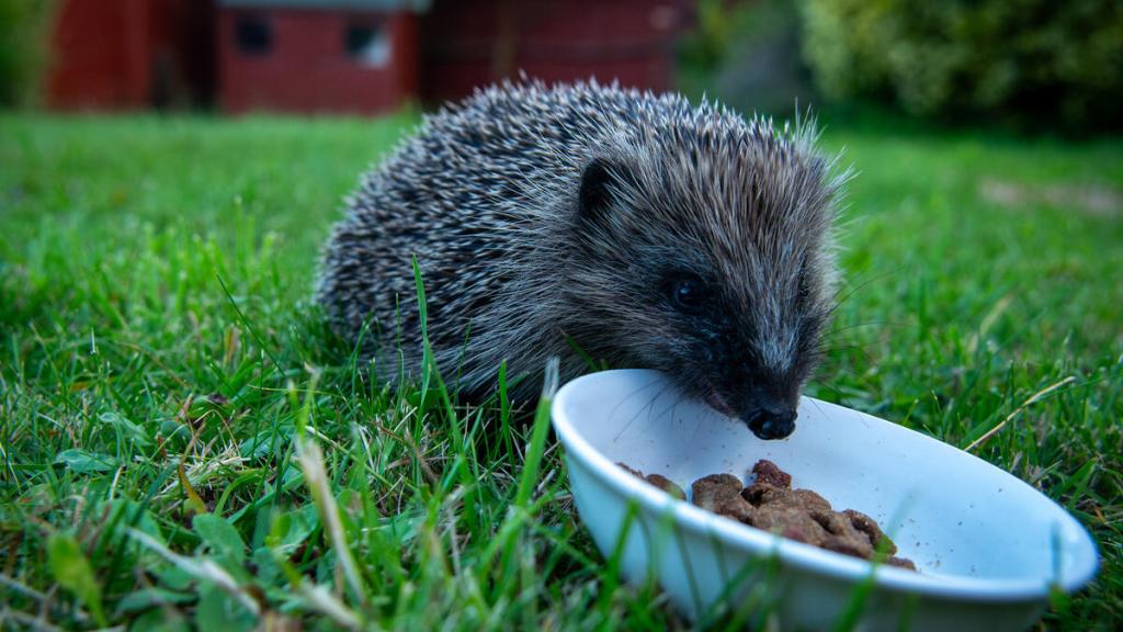 A wild European hedgehog (Erinaceus europaeus) enjoys some dry meaty cat biscuits in a suburban garden in West Berkshire