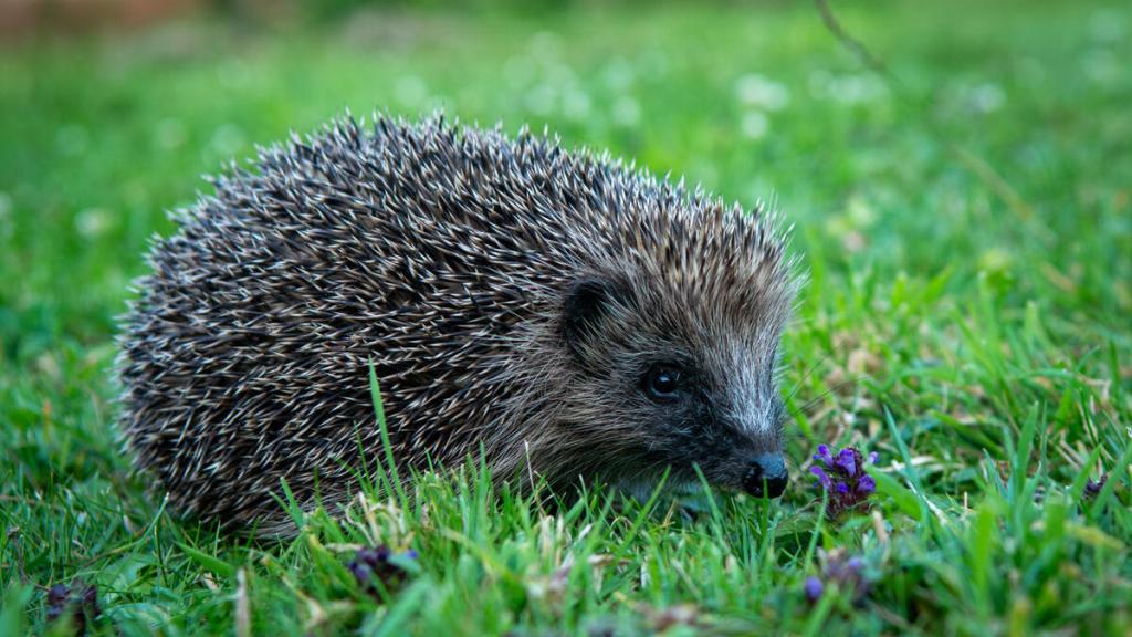 European hedgehog forages for food in a suburban garden in West Berkshire, UK
