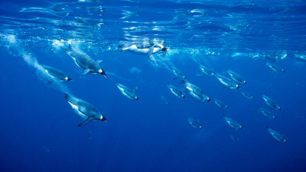 Emperor Penguins diving into the sea under the surface