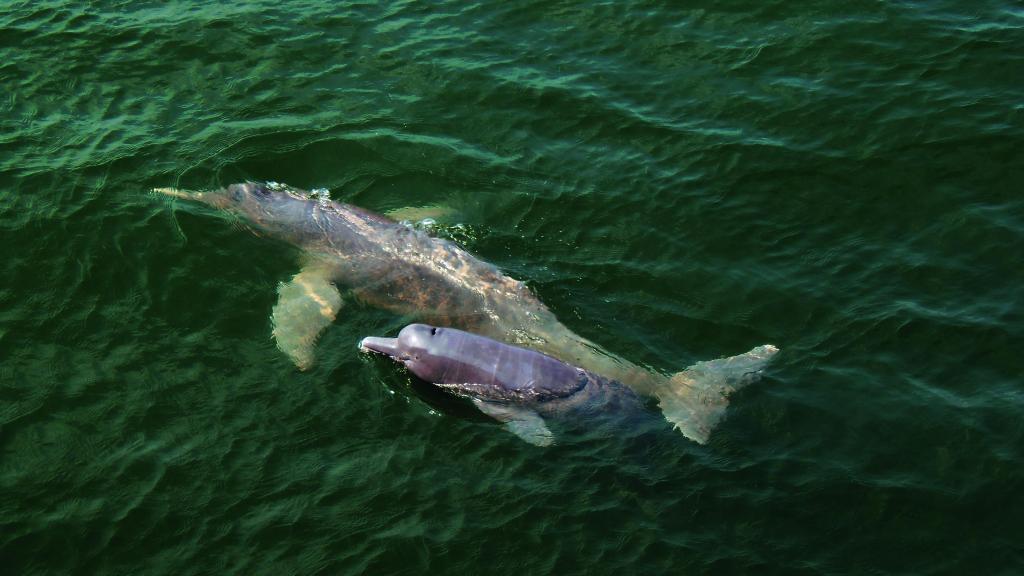 Amazon river dolphin adult and calf