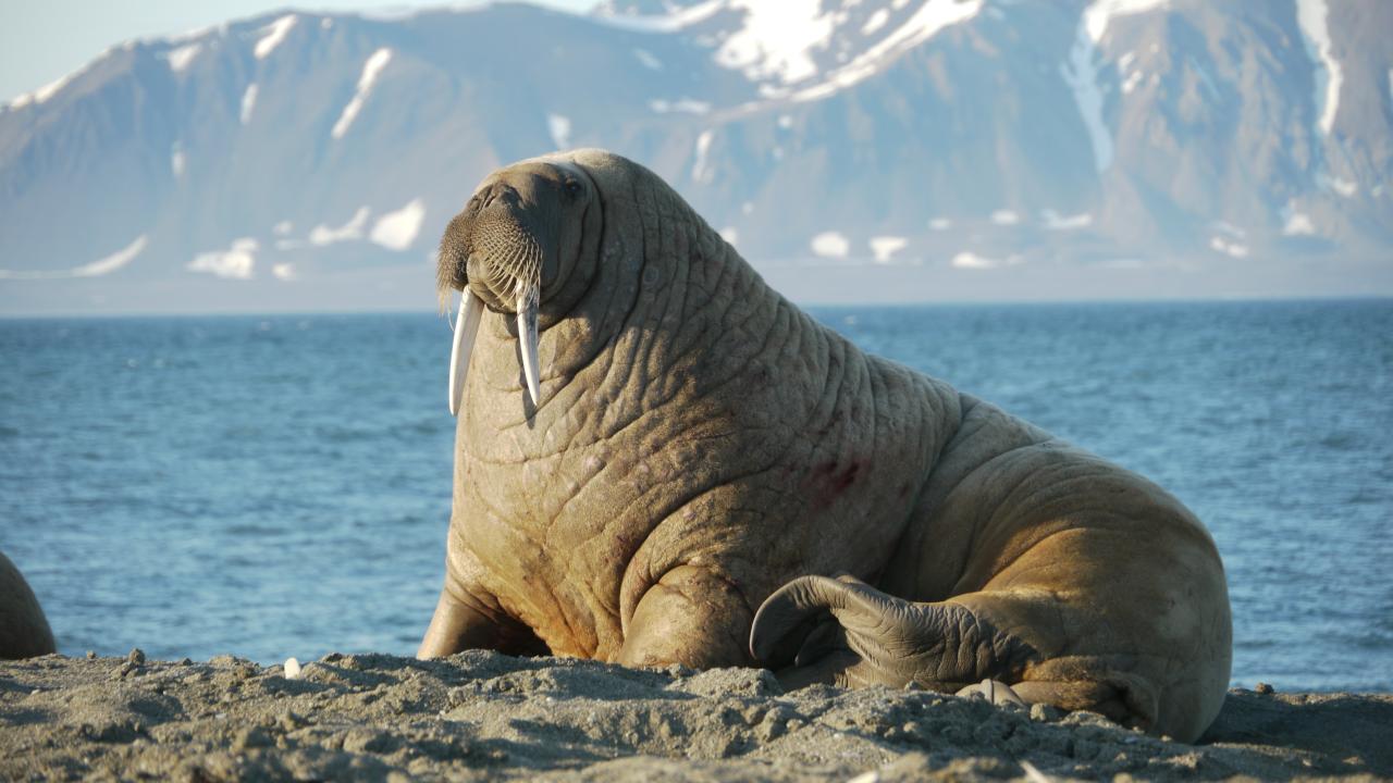 Here are our top 10 facts about Walrus | WWF
