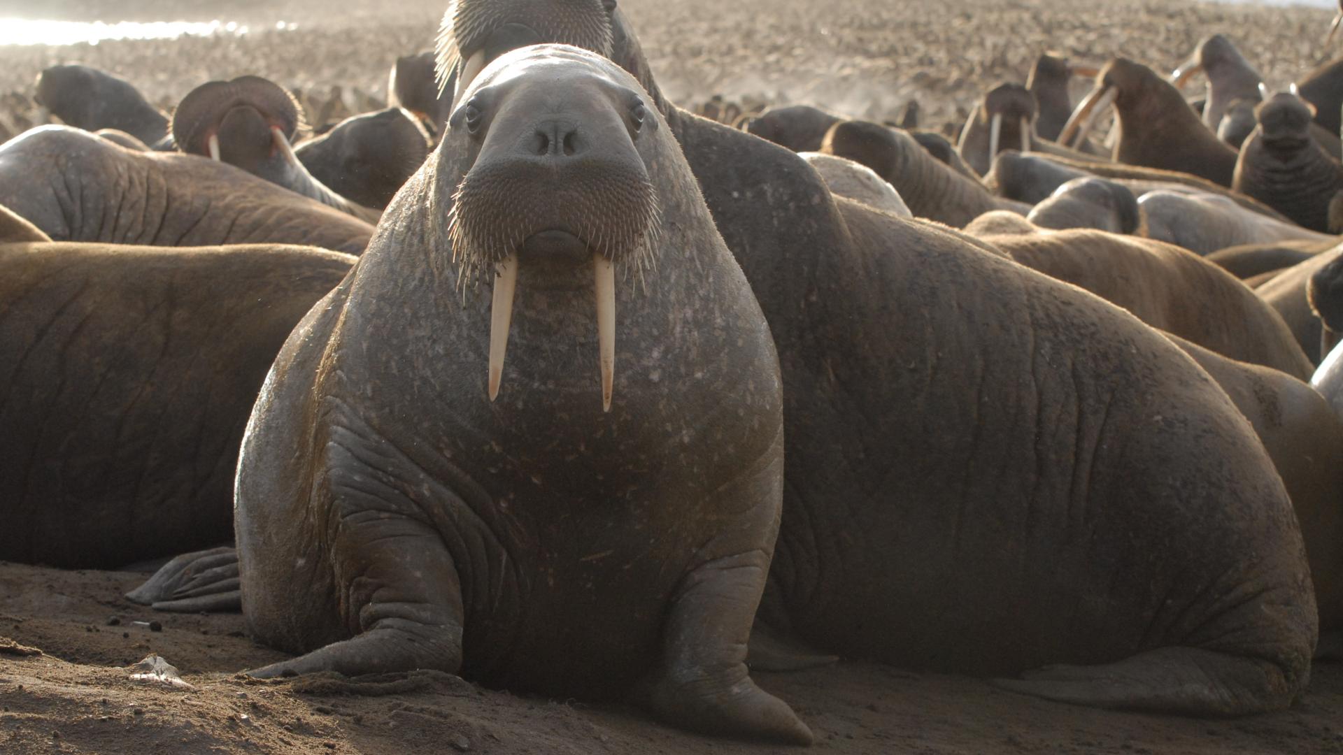 Here are our top 10 facts about Walrus | WWF