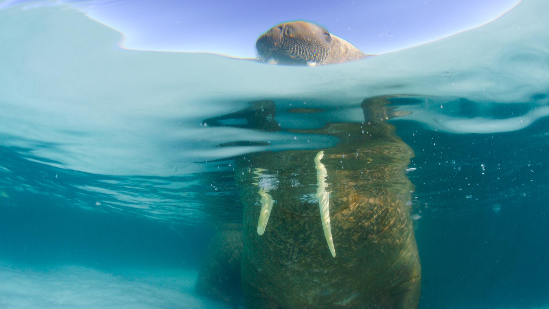Here are our top 10 facts about Walrus | WWF