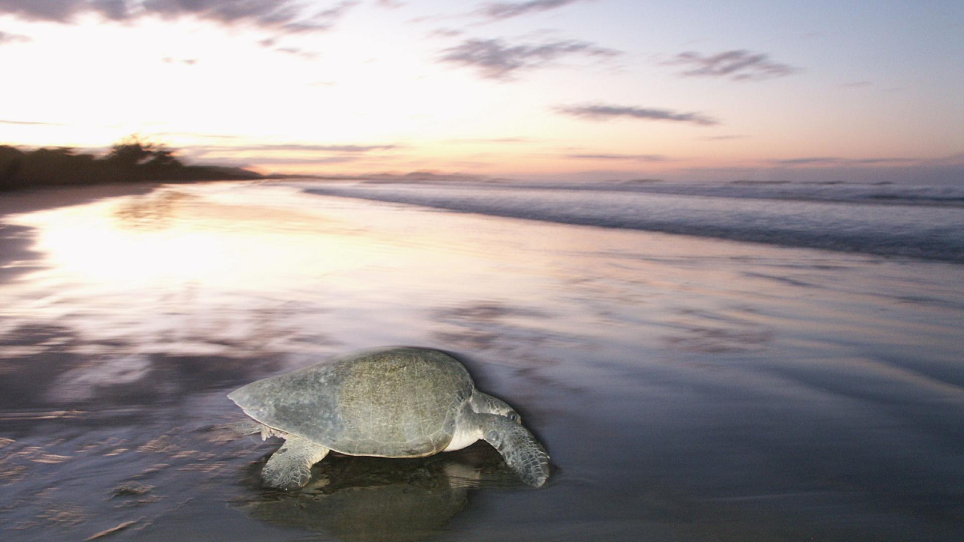 Top 10 facts about marine turtles | WWF