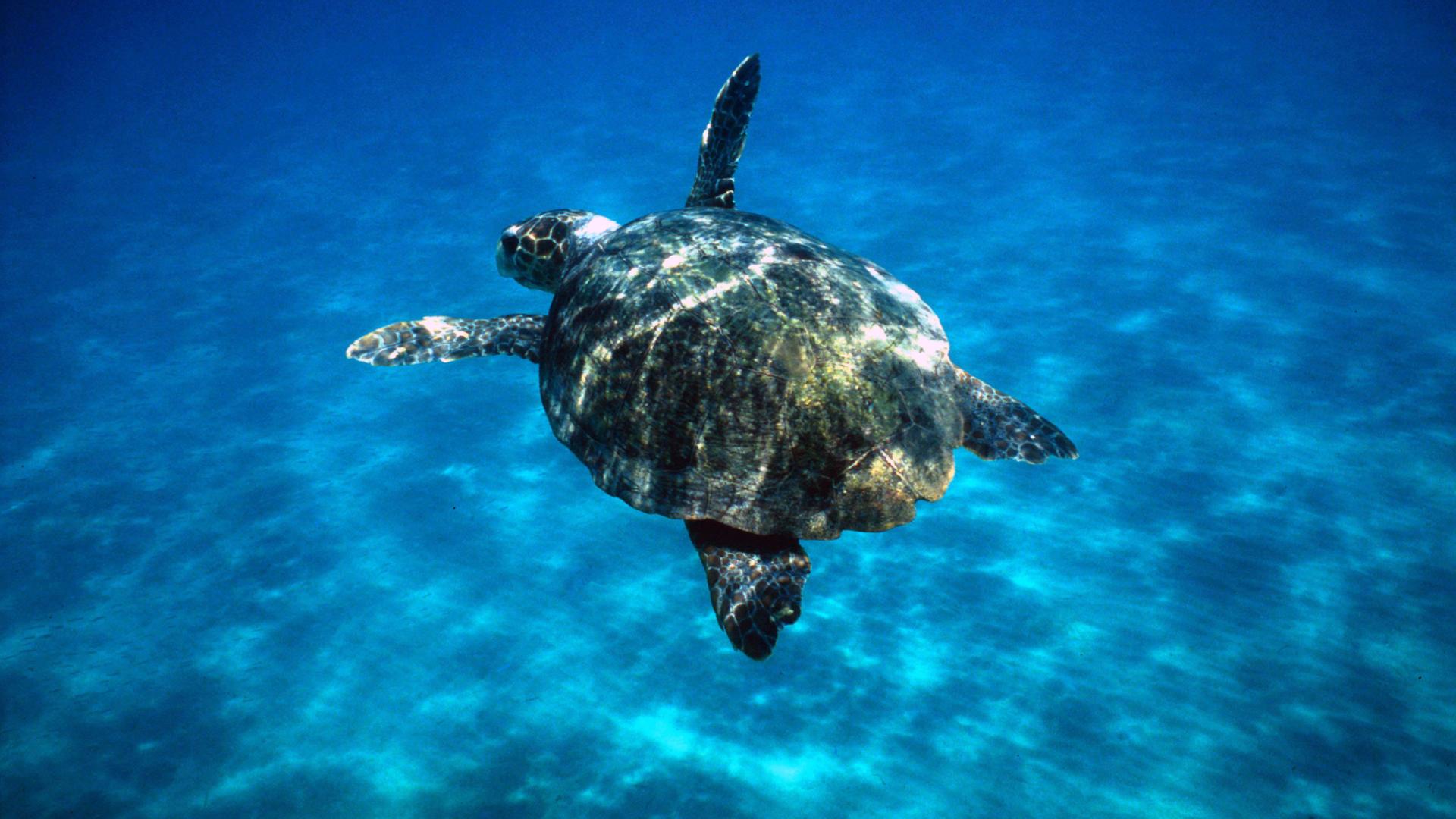 Top 10 facts about marine turtles | WWF