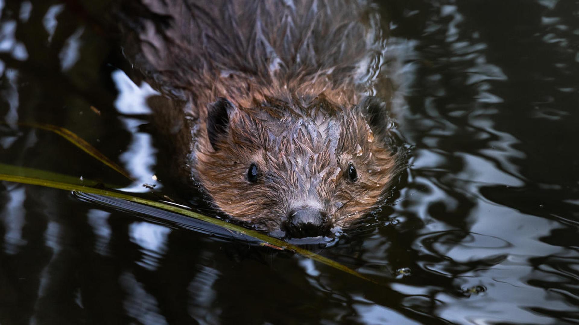 Top 10 facts about Beavers | WWF