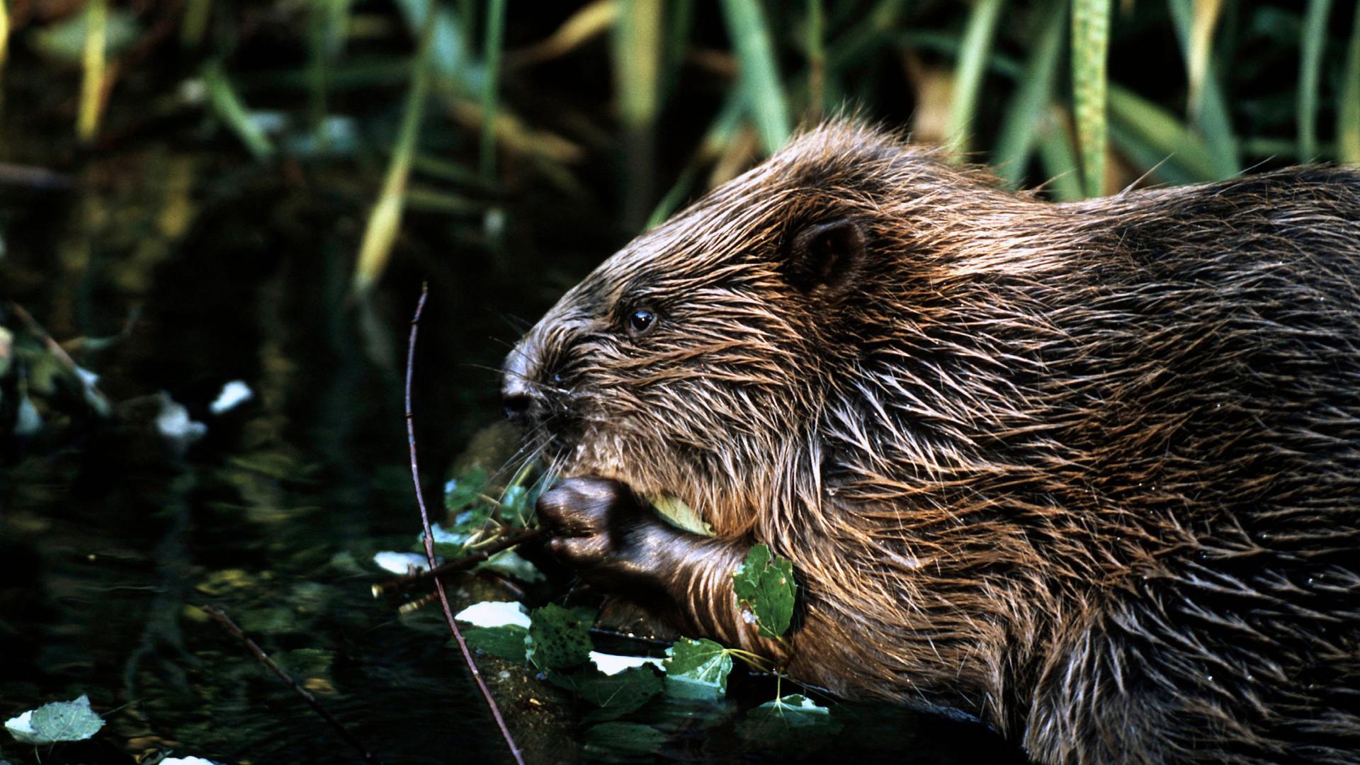 Top 10 facts about Beavers | WWF