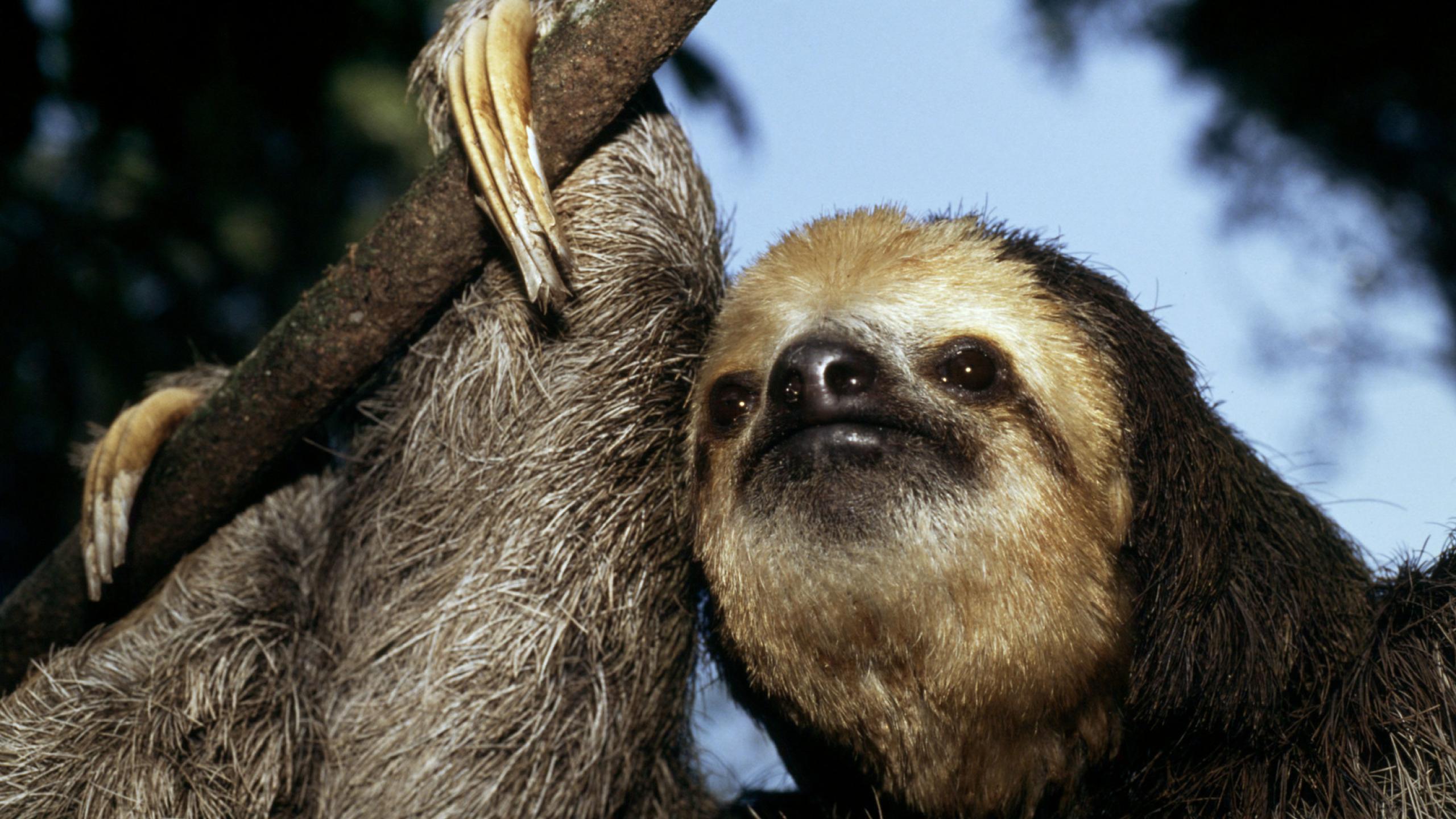 Top 10 facts about Sloths | WWF