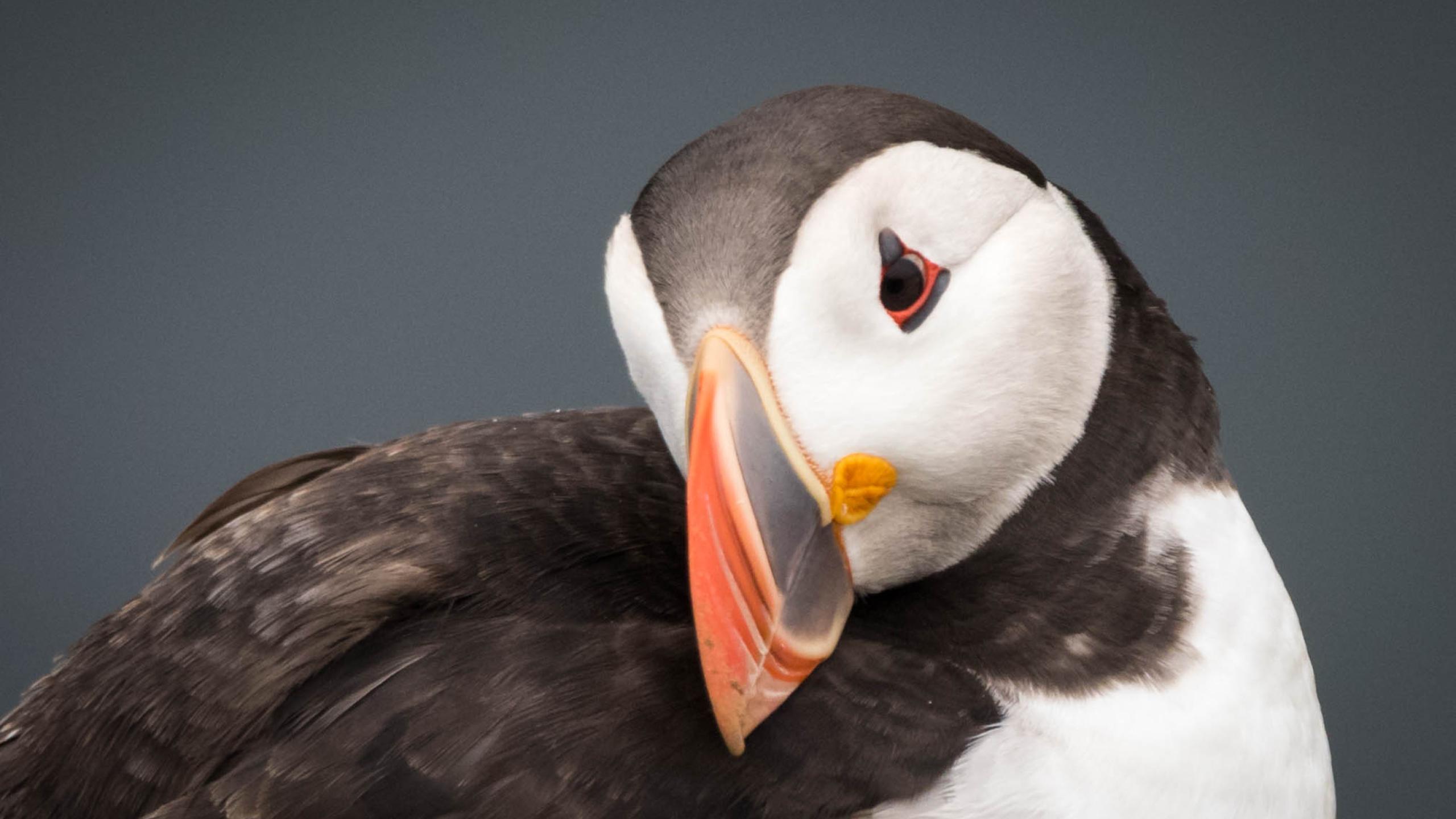 Top 10 facts about Puffins | WWF