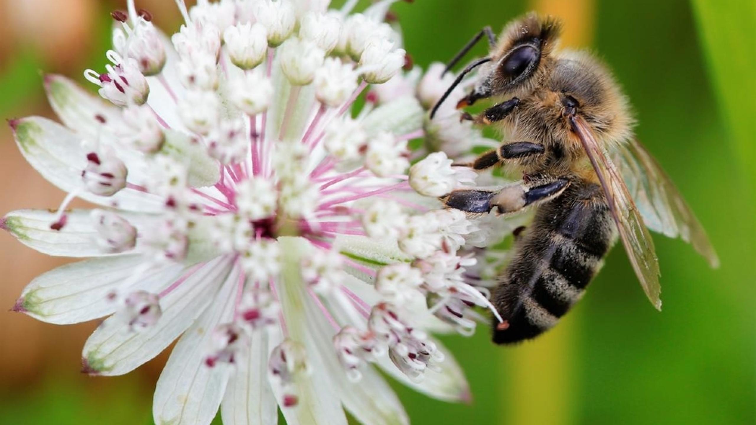 Learn these top 10 facts about bees | WWF