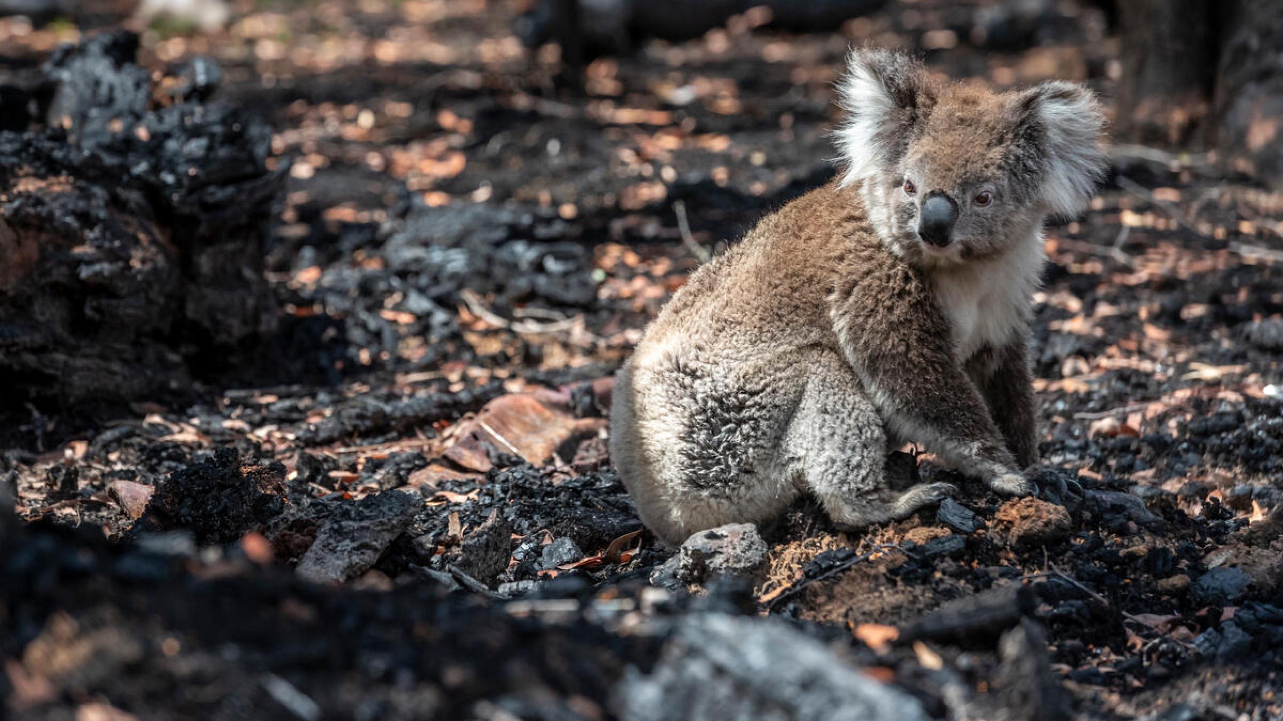 Bushfire Australia’s catastrophic bushfires | WWF