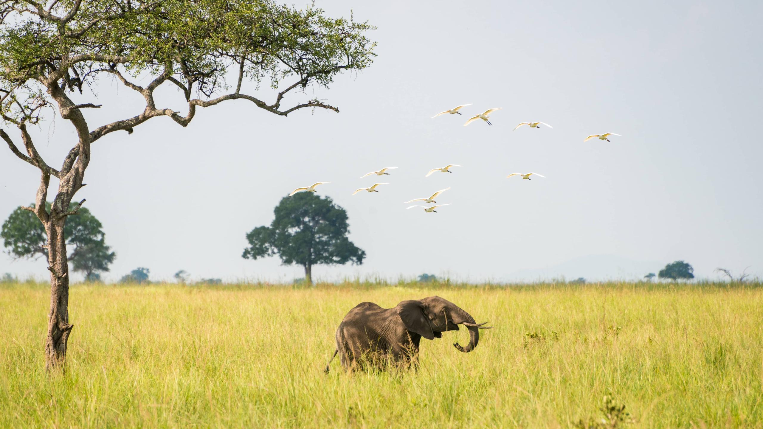 World Elephant Day 2026 | WWF