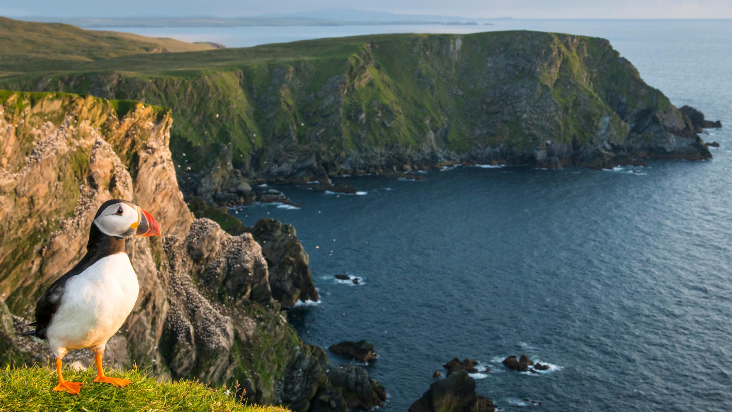 Nature Brit Incredible UK nature | WWF