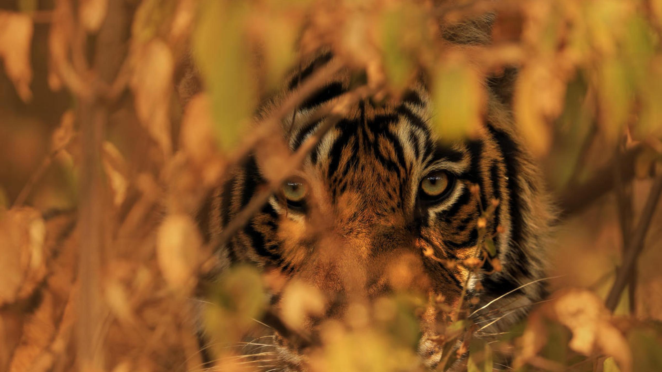 Return of the roar | WWF