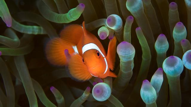 Clown fish in an anemone 