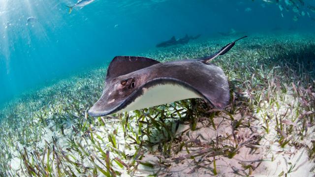 Sting ray in the Belize reef