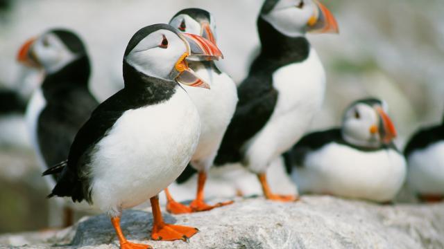 Atlantic Puffins in the UK coast