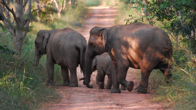 Wild asian elephants in Kui Buri National Park 