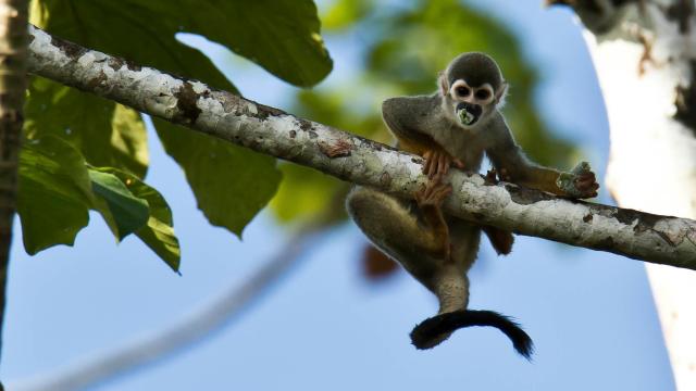 Squirrel Monkey eating in a tree