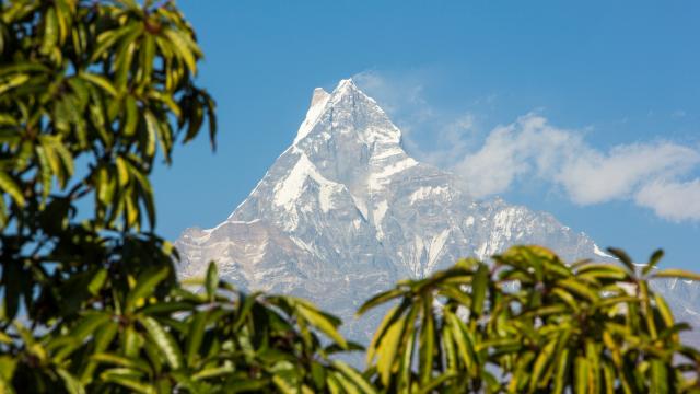 Machapuchare peaking out behind forest