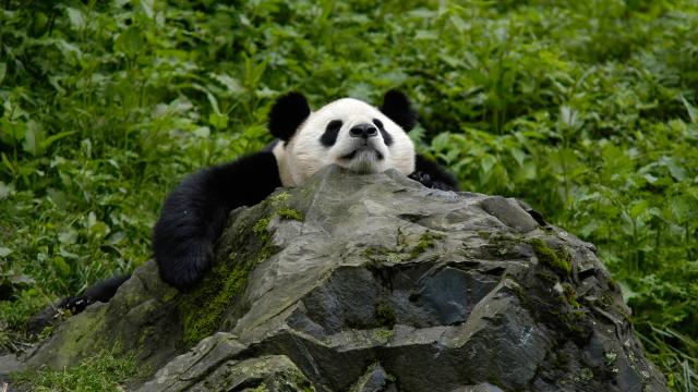 Panda asleep on a rock