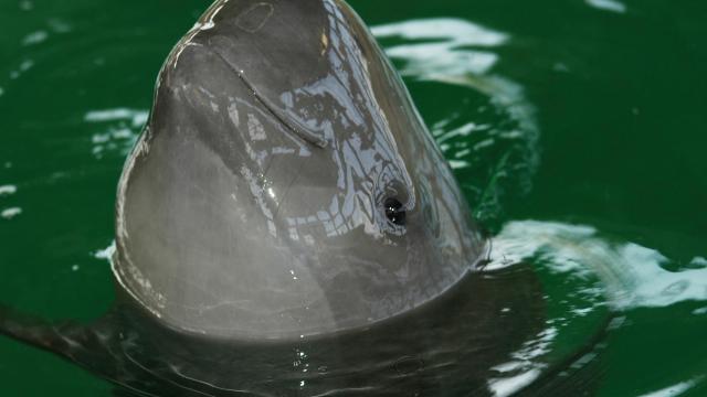 Finless Porpoise
