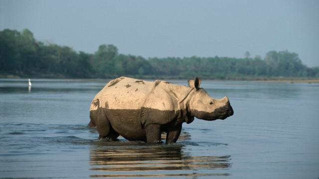Indian rhino having a wash in a river	