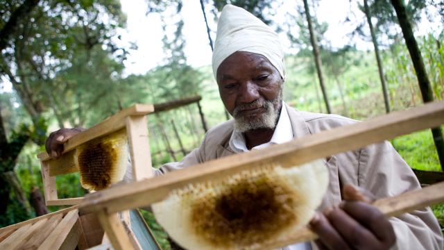 Kenyan man inspects bee hives