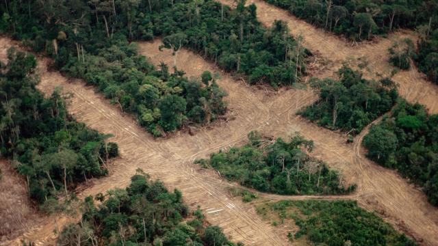 Area of deforestation