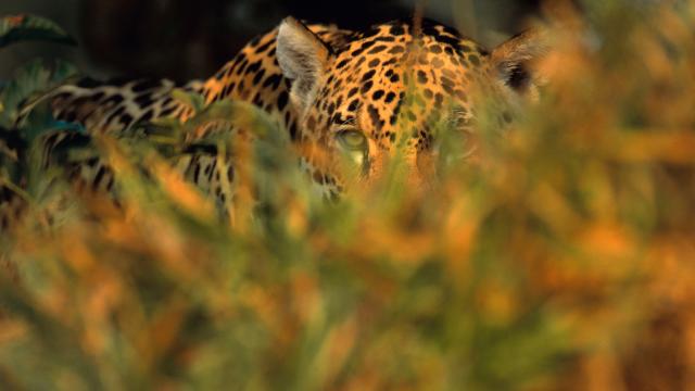 Jaguar stalking prey in long grass