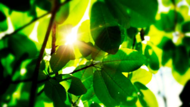 Detail of leaves in Amazon rainforest.